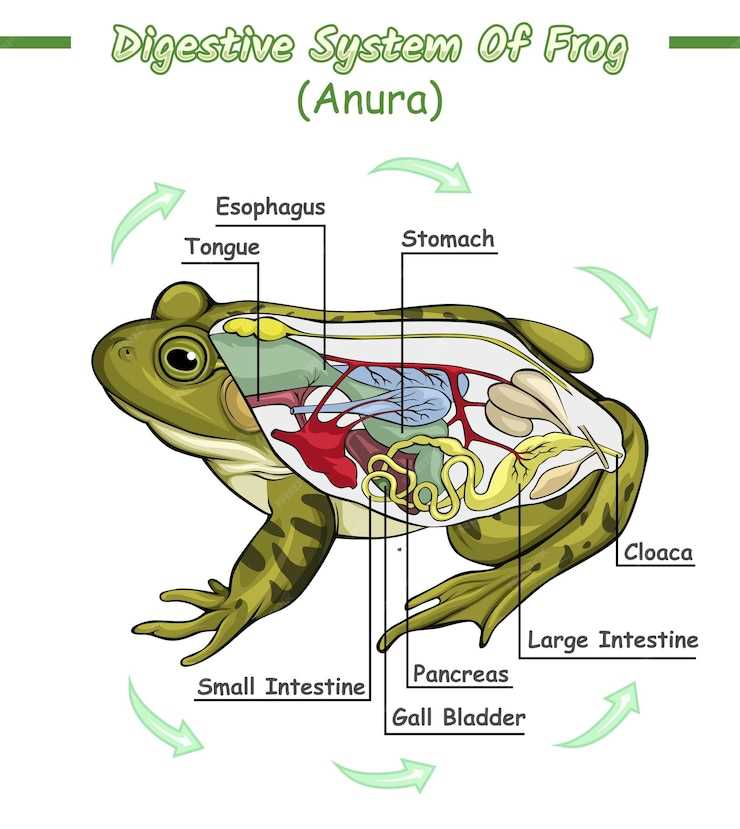 Simple Labeled Frog Diagram