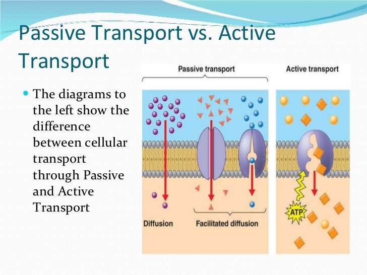 Comparing Active And Passive Transport Mechanisms A Visual Venn Diagram