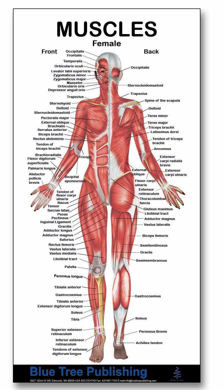 Back Problem Woman Diagram A Visual Guide to Understanding Back Pain