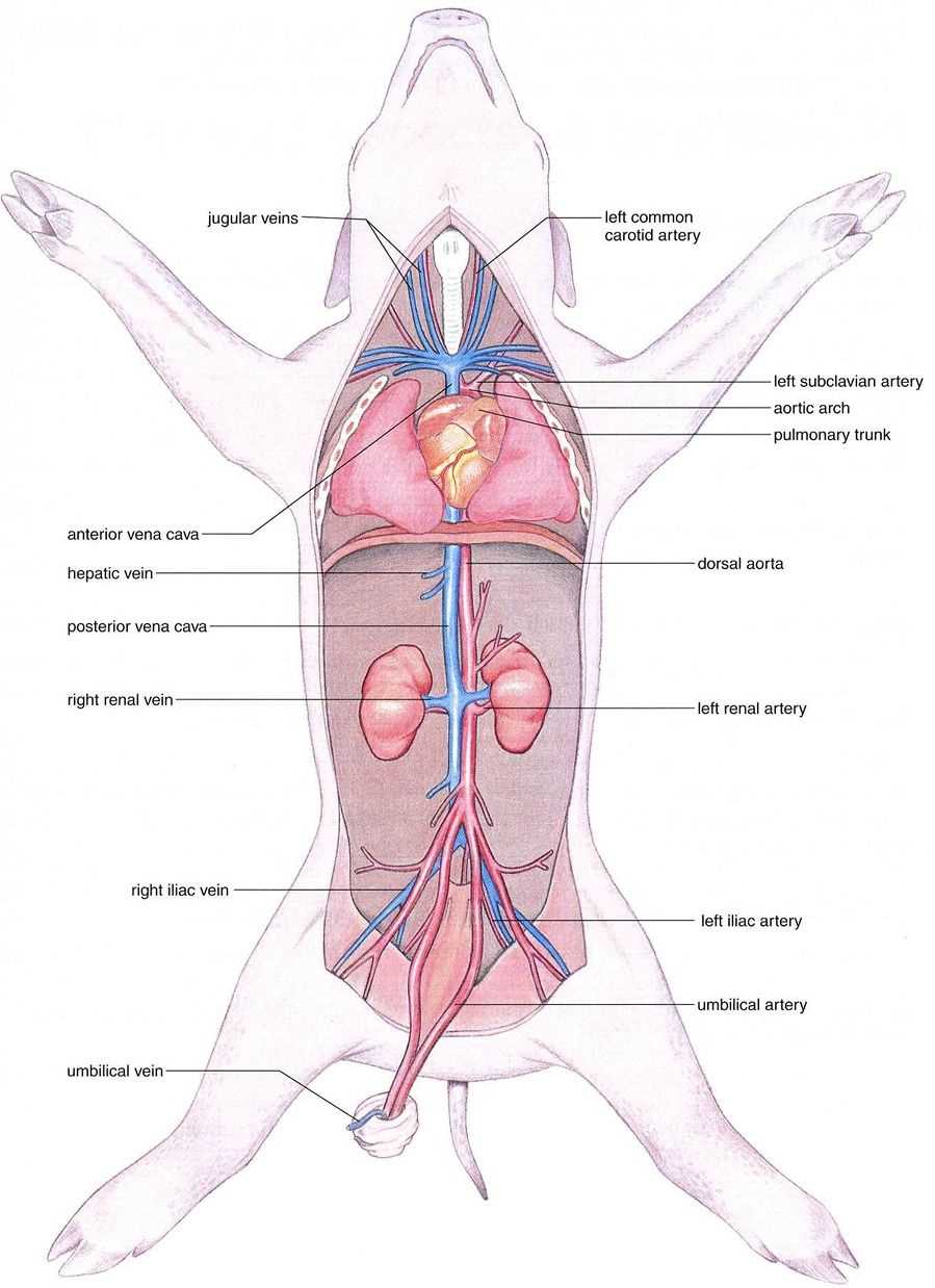 Exploring the Respiratory System of a Fetal Pig: An Illustrated Guide